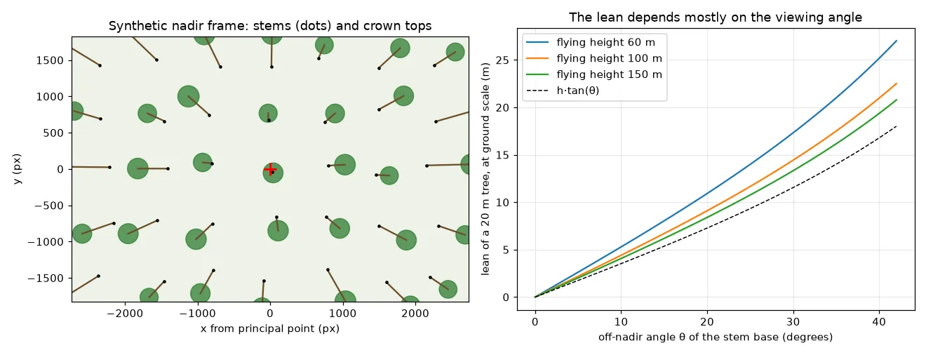 Left: a synthetic nadir frame with 35 trees on a grid. Each black dot is a stem base and a green circle marks the crown top, joined by a brown line. Near the red cross at the centre the lines are short. Toward the edges they get longer and all point radially away from the centre. Right: the lean of a 20 m tree at ground scale against the off-nadir angle of its base, for flying heights of 60, 100 and 150 m. All three curves rise from 0 to roughly 20 to 27 m at 42 degrees and stay close to the dashed h times tan theta line.