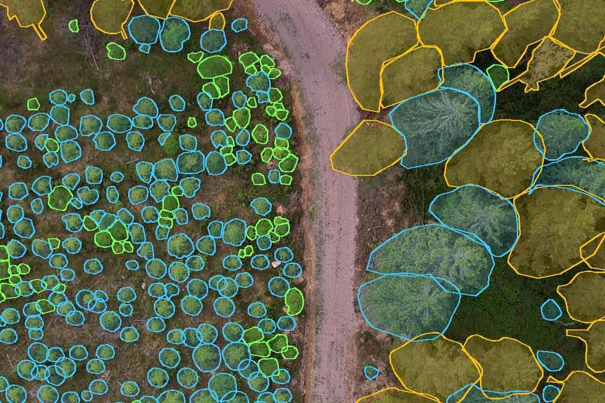 Close-up drone image of a forest road between a young plantation and mature trees, with each tree crown outlined and coloured by species